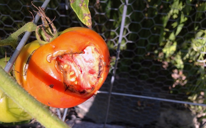 Red tomato 790 xxx